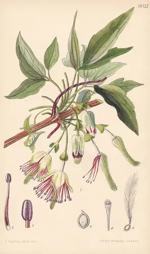 Clematis Napaulensis. Tab 9037 - China / Pflanze Planzen plant plants / flower flowers Blume Blumen / botanica