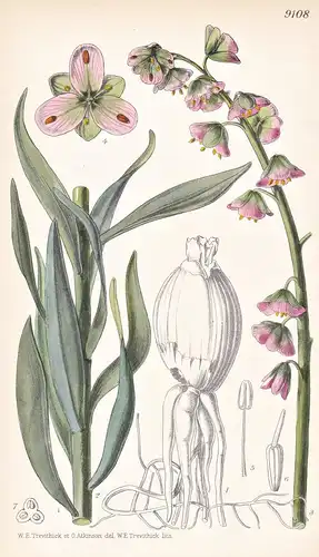 Fritillaria Libanotica. Tab 9108 - Orient / Pflanze Planzen plant plants / flower flowers Blume Blumen / botan