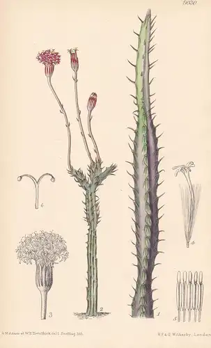 Kleinia Stapeliiformis. Tab 9030 - South Africa Südafrika / Pflanze Planzen plant plants / flower flowers Blum