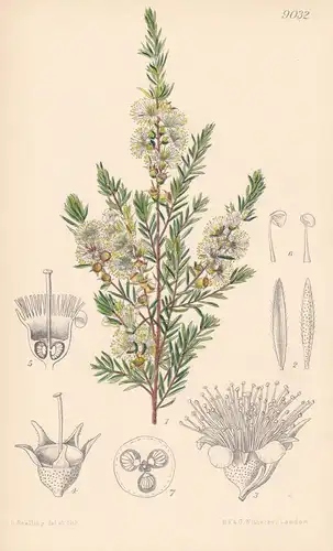 Kunzea Ambigua. Tab 9032 - Australia Australien / Pflanze Planzen plant plants / flower flowers Blume Blumen /