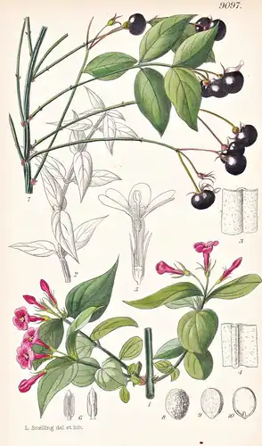 Jasminum Beesianum. Tab 9097 - China / Pflanze Planzen plant plants / flower flowers Blume Blumen / botanical