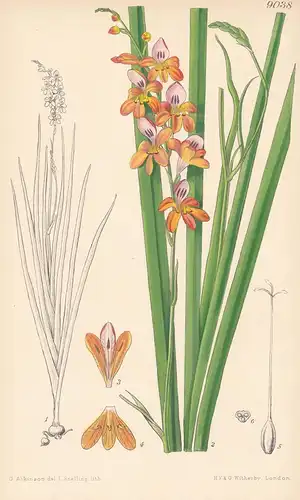 Montbretia Laxiflora. Tab 9038 - South Africa Südafrika / Pflanze Planzen plant plants / flower flowers Blume