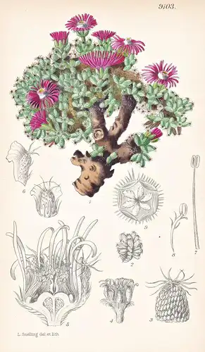Mesembrianthemum Stellatum. Tab 9103 - South Africa Südafrika / Pflanze Planzen plant plants / flower flowers
