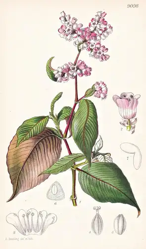 Polygonum Campanulatum. Tab 9098 - India Indien China / Pflanze Planzen plant plants / flower flowers Blume Bl