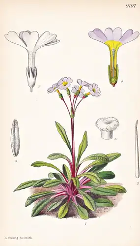 Primula Inayatii. Tab 9107 - Himalaya / Pflanze Planzen plant plants / flower flowers Blume Blumen / botanical
