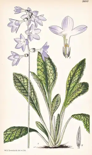 Primula Siamensis. Tab 9100 - Siam / Pflanze Planzen plant plants / flower flowers Blume Blumen / botanical Bo