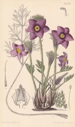 Pulsatilla Regeliana. Tab 9056 - Siberia Sibirien / Pflanze Planzen plant plants / flower flowers Blume Blumen