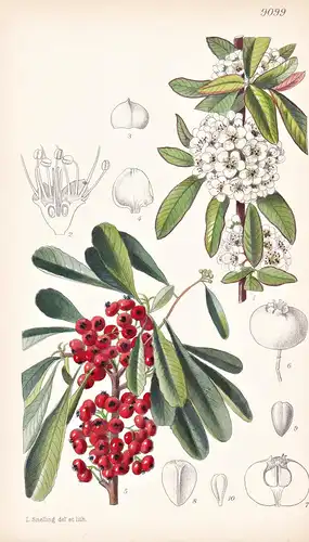 Pyracantha Atalantioides et Pyracantha Yunnanensis. Tab 9099 - China / Pflanze Planzen plant plants / flower f