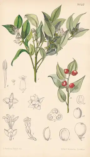 Sarcococca Ruscifolia. Tab 9045 - China / Pflanze Planzen plant plants / flower flowers Blume Blumen / botanic