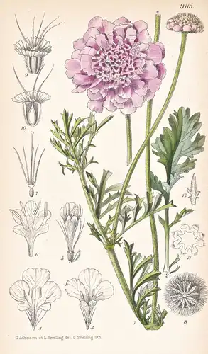 Scabiosa Anthemifolia. Tab 9115 - South Africa Südafrika / Pflanze Planzen plant plants / flower flowers Blume