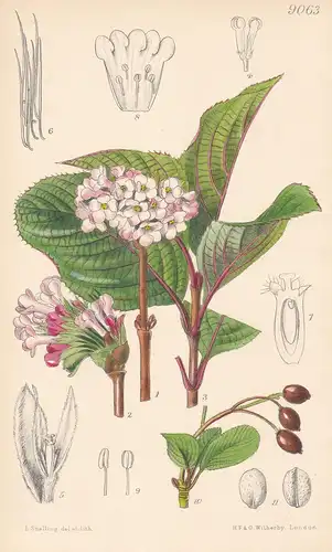 Viburnum Grandiflorum. Tab 9063 - India Indien / Pflanze Planzen plant plants / flower flowers Blume Blumen /