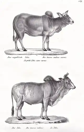 Das ungehörnte Zebu / Das Zebu - Zebu Rind cattle