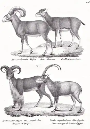 Der sardinische Muflon / Afrikanischer Muflon / Wilder Ziegenbock aus Ober-Egypten - Mufflon mouflon Ziegen go