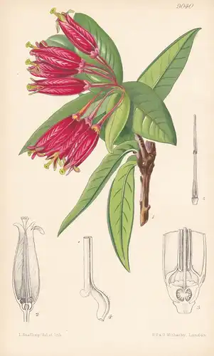 Agapetes Speciosa. Tab 9040 - Burma / Pflanze Planzen plant plants / flower flowers Blume Blumen / botanical B