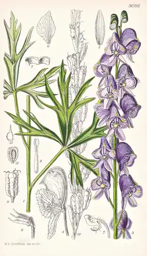 Aconitum Anglicum. Tab 9088 - England / Pflanze Planzen plant plants / flower flowers Blume Blumen / botanical