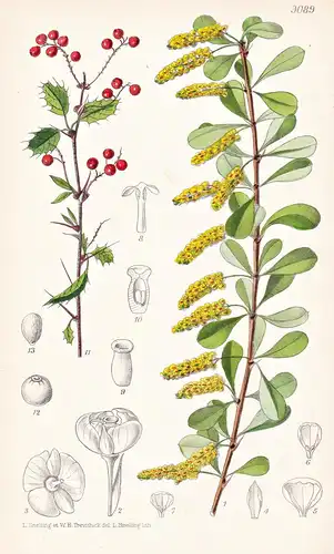 Berberis Vernae. Tab 9089 - China / Pflanze Planzen plant plants / flower flowers Blume Blumen / botanical Bot