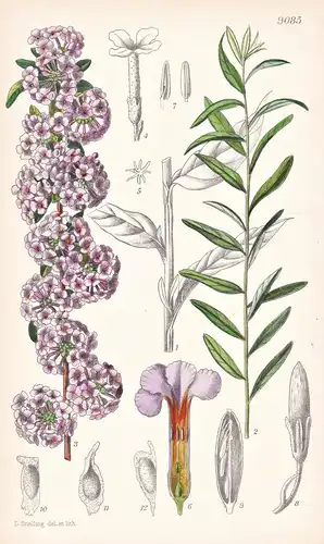 Buddlea Alternifolia. Tab 9085 - China / Pflanze Planzen plant plants / flower flowers Blume Blumen / botanica