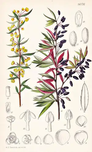 Berberis Replicata. Tab 9076 - China / Pflanze Planzen plant plants / flower flowers Blume Blumen / botanical