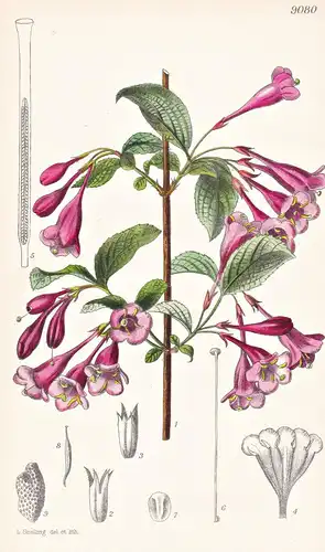 Diervillea Venusta. Tab 9080 - Korea / Pflanze Planzen plant plants / flower flowers Blume Blumen / botanical