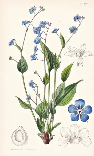 Omphalodes Lojkae. Tab 9077 - Orient / Pflanze Planzen plant plants / flower flowers Blume Blumen / botanical