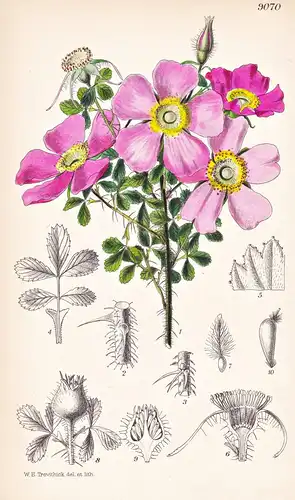 Rosa Mirifica. Tab 9070 - North America Nordamerika / Pflanze Planzen plant plants / flower flowers Blume Blum