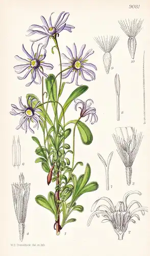 Aster Staticifolius. Tab 9081 - China / Pflanze Planzen plant plants / flower flowers Blume Blumen / botanical