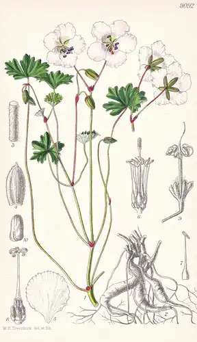Geranium Farreri. Tab 9092 - China / Pflanze Planzen plant plants / flower flowers Blume Blumen / botanical Bo