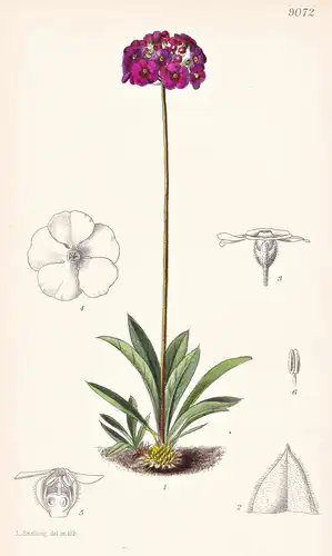 Androsace Spinulifera. Tab 9072 - China / Pflanze Planzen plant plants / flower flowers Blume Blumen / botanic