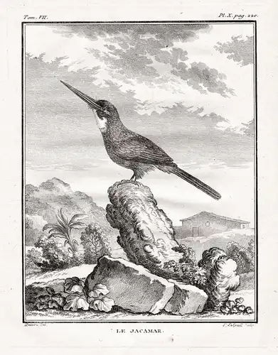 Le Jacamar - Glanzvögel / Vogel Vögel birds bird oiseaux oiseau