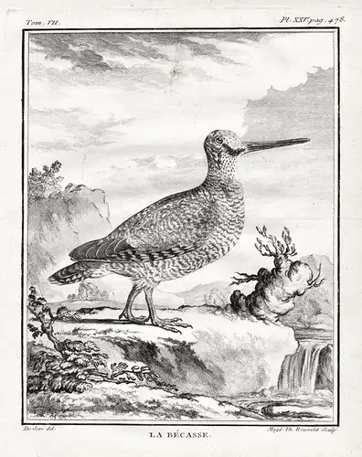 Le Bécasse - Schnepfen Woodcock / Vogel Vögel birds bird oiseaux oiseau