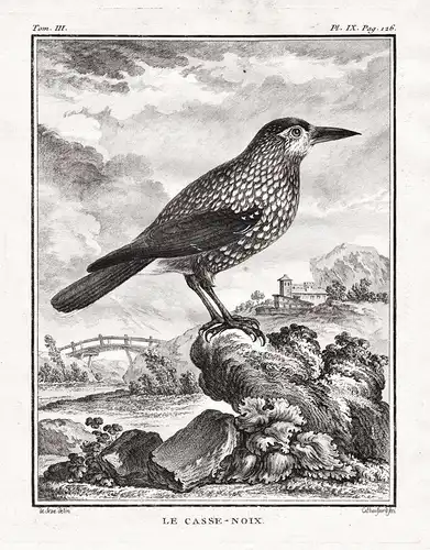 Le Casse-noix - Tannenhäher Spotted nutcracker Cassenoix moucheté / Vogel Vögel birds bird oiseaux oiseau