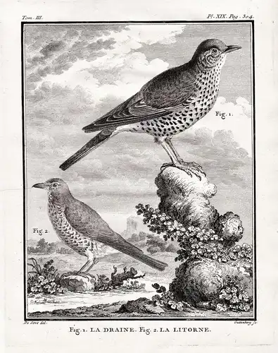 La Draine - La Litorne - Drossel Thrush Wacholderdrossel / Vogel Vögel birds bird oiseaux oiseau