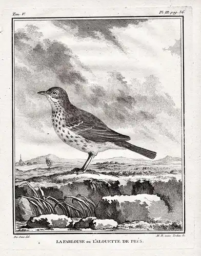 La Farlouse on L'Alouette de Pres - Lerche Larks Lerchen / Vögel Vogel bird birds / Tiere animals