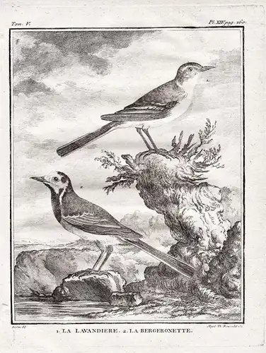 La Lavandiere - La Bergeronette -  Schafstelze western yellow wagtail Singvogel / Vögel Vogel bird birds oisea