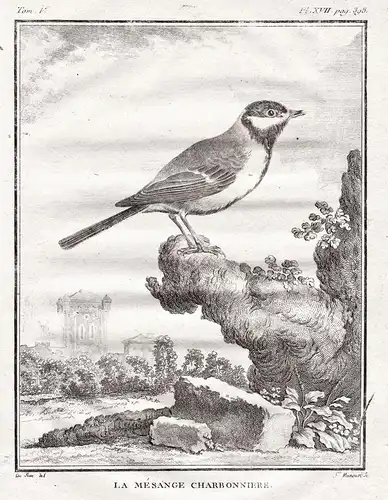 Le Mesange Charbonniere -  Kohlmeise great tit Parus major Singvogel / Vögel Vogel bird birds oiseaux oiseau /