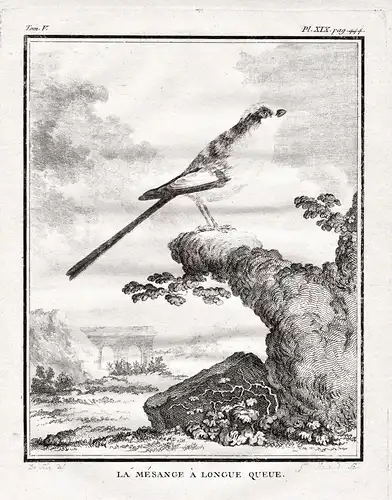 La Mesange a longue Queue -  Schwanzmeise long-tailed tit / Vögel Vogel bird birds oiseaux oiseau / Tiere anim