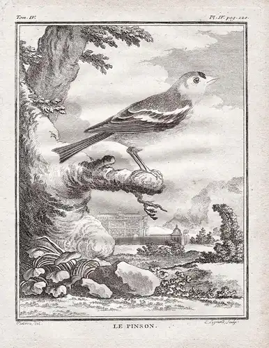 Le Pinson - Buchfink chaffinch Singvogel / Vögel Vogel bird birds oiseaux oiseau / Tiere animals