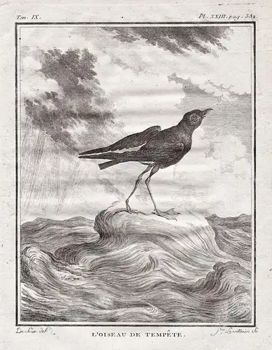 L'oiseau de tempete - European storm petrel Sturmwellenläufer Océanite tempête / Vögel birds Vogel bird oiseau