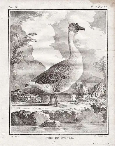 L'oie de Guinée - Höckergänse oie de Chine Gans goose / Vögel birds Vogel bird oiseaux