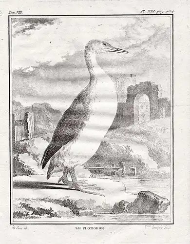 Le Plongeon - Seetaucher Loon / Ente Enten ducks duck / Vogel Vögel birds bird oiseaux oiseau