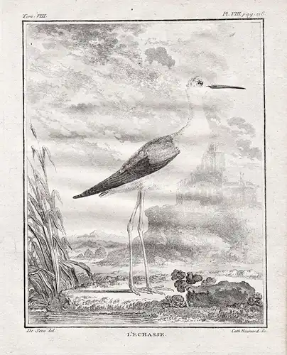 L'Echasse - Stelzenläufer Himantopus himantopus Black-winged stilt / Vogel Vögel birds bird oiseaux oiseau