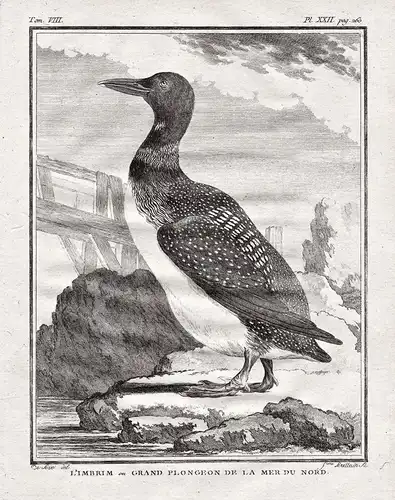 L'Imbrim ou Grand Plongeon de la mer du Nord - Seetaucher Loon / Ente Enten ducks duck / Vogel Vögel birds bir