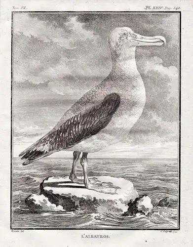 L'Albatros. - Albatrosse Albatross / Vögel birds Vogel bird / Tiere animals animaux
