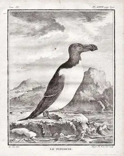 Le pingouin femelle. - Pinguin penguin penguins manchot / Vögel birds Vogel bird / Tiere animals animaux