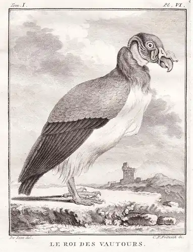 Le Roi des Vautours - Geier Vulture Vautour Greifvögel Greifvogel / Vogel Vögel bird of prey bird oiseaux oise