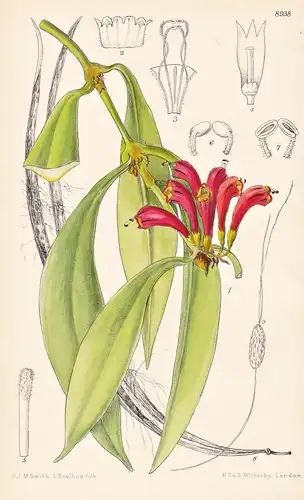 Aeschynanthus Sikkimensis. Tab 8938 - India Indien / Pflanze Planzen plant plants / flower flowers Blume Blume