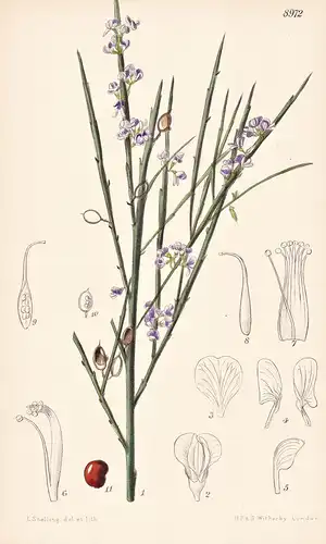 Carmichaelia Australis. Tab 8972 - New Zealand Neuseeland / Pflanze Planzen plant plants / flower flowers Blum