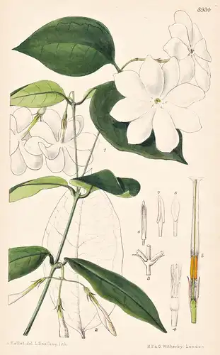 Jasminum Rex. Tab 8934 - Siam / Pflanze Planzen plant plants / flower flowers Blume Blumen / botanical Botanik