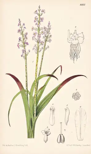 Lachenalia Convallariodora. Tab 8955 - South Africa Südafrika / Pflanze Planzen plant plants / flower flowers