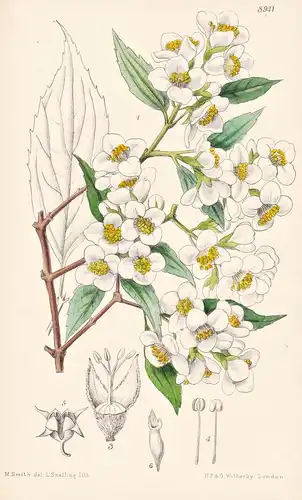 Philadelphus Sericanthus. Tab 8941 - China / Pflanze Planzen plant plants / flower flowers Blume Blumen / bota